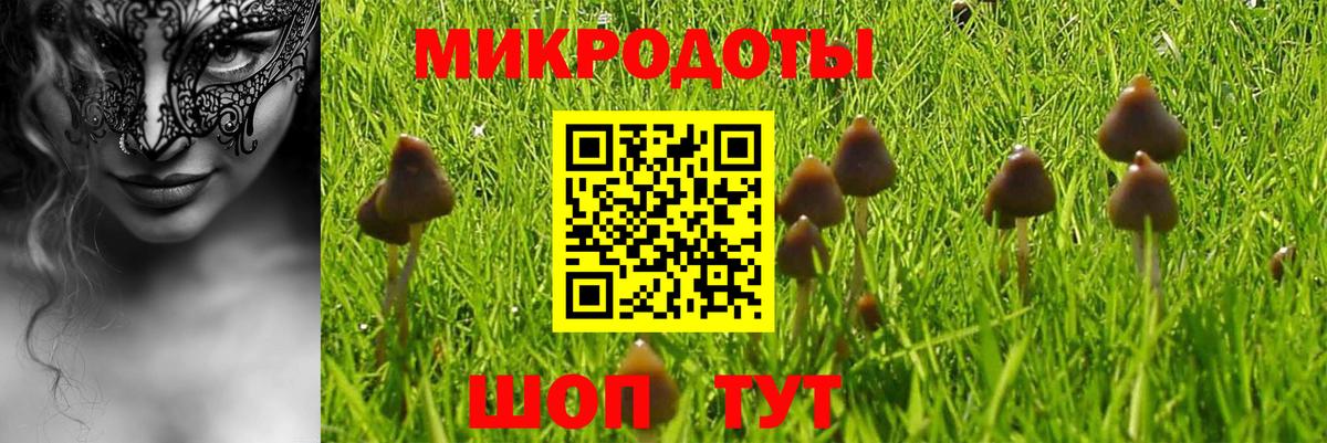 Элиста  Псилоцибиновые грибы Psilocybe  Вход с VPN 